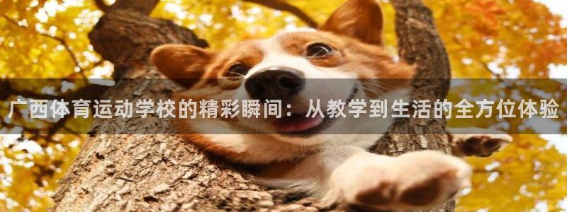 vsport体育